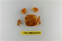 藏品(字纹弓蟹)的圖片